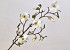 Tige de Magnolia 78cm Blanc