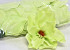 Magnolia D17cm Licht Groen