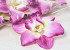 Orchid Purple D16cm