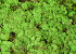 Cladonia Moss Spring Green per kg