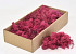 Cladionia Moos Fuchsia 500Gr.