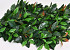 Green Plant Mat Ilex 50x50cm