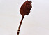 Palm Spear 40-55cm Marron