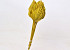 Palm Speer 40-55cm Geel