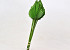 Palm Spear 40-55cm Grün