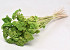 Achillea Nobilis 60cm Lime Green