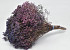 Broom Bloom 50cm Purple Flame