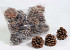Cônes de Pinus Pinea 9-11cm
