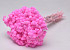 Helichrysum Immortelle 30cm Roze