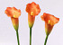 Calla oranje 60cm