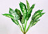 Dieffenbachia Plant 50cm