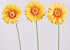 Gerbera 55cm gelb