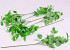 Feuilles Pervenche 45cm vert