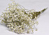 Limonium Blanc 70cm