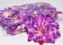 Dahlia Purple D20cm 