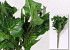 Touffe de Hedera 20cm