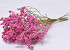 Limonium 45cm Pink