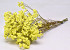 Limonium Yellow 40cm 