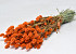 Bouquet Phalaris Orange 70cm