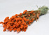 Phalaris Orange 70cm