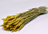 Triticum Yellow (wheat) 70cm