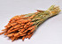 Triticum Orange (wheat) 70cm