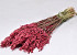 Bouquet Avoine Rouge 70cm