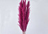 Pampas gras 90-110cm Roze