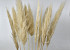 Pampas gras 90-110cm Mix