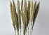 Arundo Mix 110cm