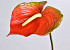 Anthurium  70cm-18cm Red