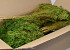 Bouquet Broom Bloom Vert 50cm PKG