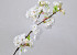 Apple Blossom White 94cm