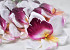 Orchidee D14cm Weiß/Fuchsia