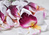 Orchidee D14cm Wit/Fuchsia