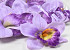 Orchid D14cm Lilac