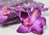 Orchid Purple D16cm