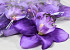 Orchid D16cm Purple