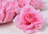 Rose Rose Clair D10cm