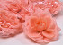 Rose Peach D10cm 