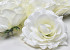 Rose D11cm Cream