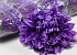 Chrysantheme D16cm Lila