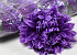 Chrysanthemum D16cm Purple