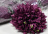 Chrysant D16cm Bordeaux