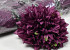 Chrysantheme D16cm Weinrot