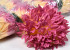 Chrysant Mauve D16cm