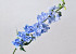 Delphinium Spray Blue 91cm