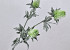 Thistle Spray Green 78cm