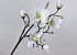 Magnolia Spray White 91cm