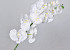 Phalaenopsis Spray White 100cm